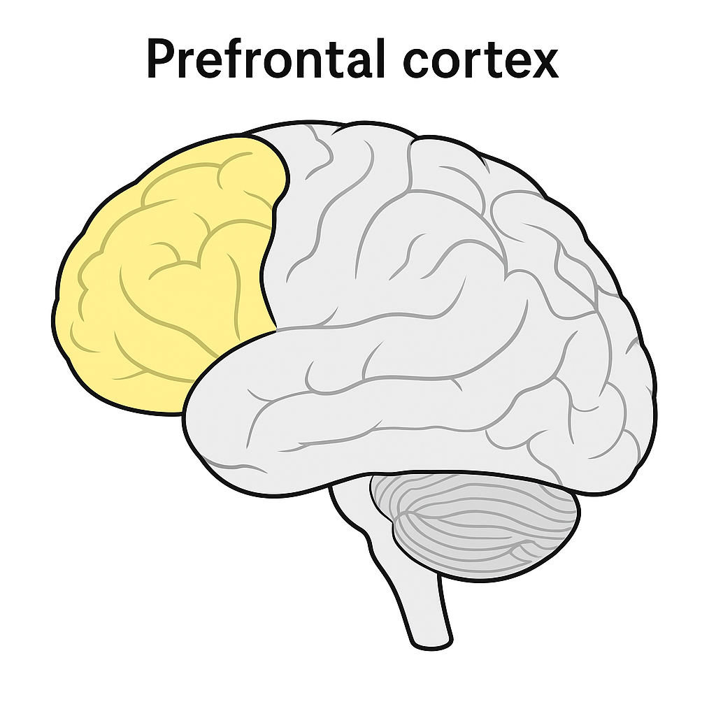 3 prefrontal cortex 3 prefrontal cortex